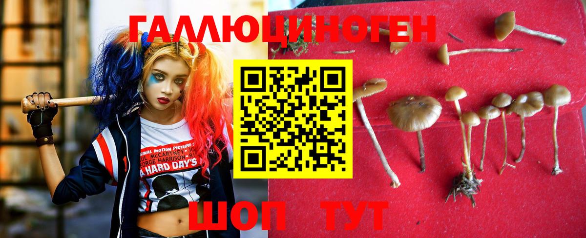 Псилоцибиновые грибы Psilocybe Новокубанск
